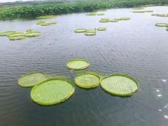 -荷塘月色湿地公园·向阳花洲