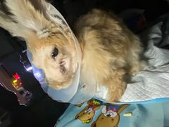 -爱诺耐芙动物医院(万博店)