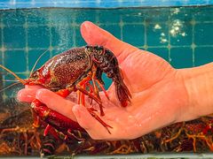 -七寸飝大饭店(马场店)