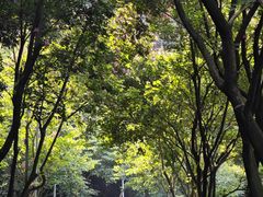 -火炉山森林公园