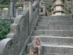 -黔灵山公园