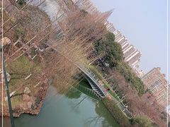 -青枫公园