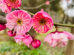 -梅花山(明孝陵内)