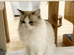 -有喵·猫咖·狗咖·40+猫狗有小奶狗(岗厦店)