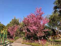 -云南民族村
