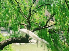 -J Create城市露营咖啡·简餐·宠物(上海动物园店)