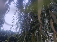 -成都市活水公园