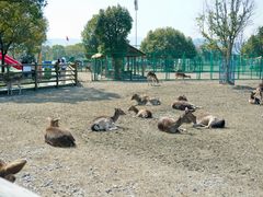-苏州太湖西山岛开心农场