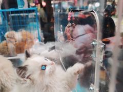 -桂林市花鸟市场