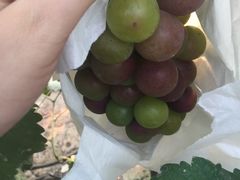 -马陆小张葡萄园农家乐