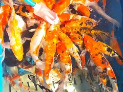 -上海海昌海洋公园