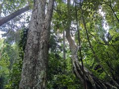 -西双版纳原始森林公园