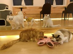 -猫腻·猫咖·撸猫馆(星光大道店)