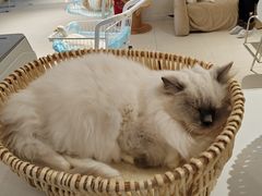 -怪兽屋·羊驼·猫咖·狗咖(俊华广场店)