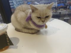 -怪兽屋·羊驼·猫咖·狗咖(俊华广场店)