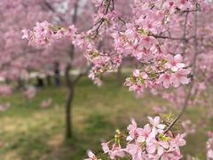 -天适樱花悠乐园