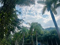 -西双版纳原始森林公园
