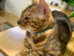 -李小姐の猫咖啡馆(五角场店)