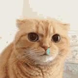 -City1+1城市比萨(国商卫星广场店)