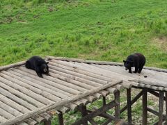 -黑瞎子岛探秘野熊园