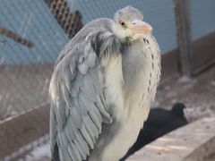 -青藏高原野生动物园
