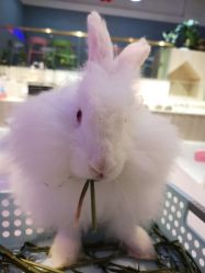-Moni星球萌宠·小马宝莉·灵蛇·高端高阶全萌宠互动体验俱乐部(红豆国际广场店)