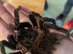 -藦茜花园宠物主题亲子互动体验馆(国顺东路店)