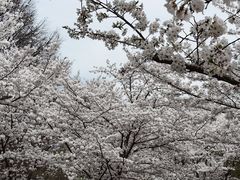 -顾村公园