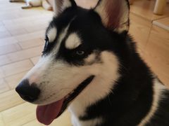 -喜柴咖啡·柴犬狗咖