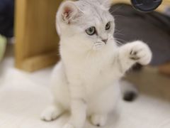 -猫和宫(六道口店)