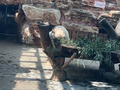 -石家庄市动物园