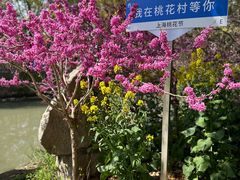 -南汇桃花村