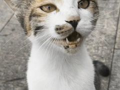 -西园寺