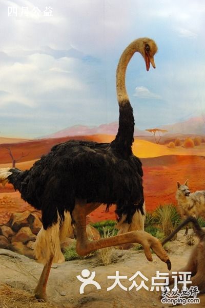 北京自然博物馆甘氏四川龙图片-北京博物馆-大众点评网