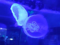 -芜湖新华联大白鲸海洋公园