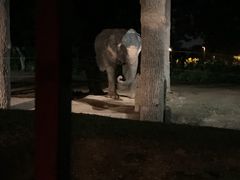 -清迈夜间动物园