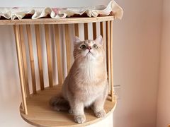 -喵zoo家庭繁育猫舍(尖东智能花园店)