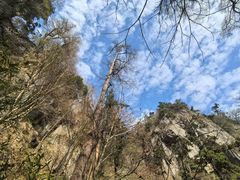 -天目山大树王景区