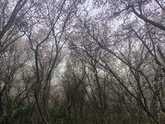 -昆山城市生态森林公园