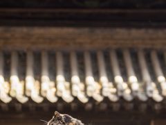 -大觉寺-停车场