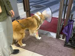 -爱妮康宠物医院·干细胞免疫细胞·肿瘤·心脏(张江店)