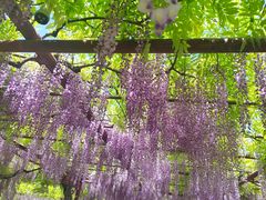 -嘉定紫藤园