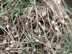 -庆岭迎宾园正宗活鱼馆