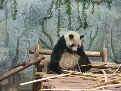 -深圳野生动物园