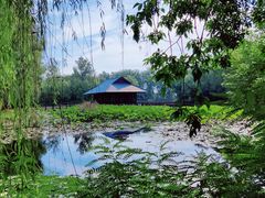 -微山湖红荷湿地景区