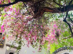 -深圳国际园林花卉博览园