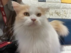 -平行世界·猫咖(首经贸店)