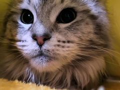 -翊宠yipet猫狗购宠庄园犬舍•猫舍