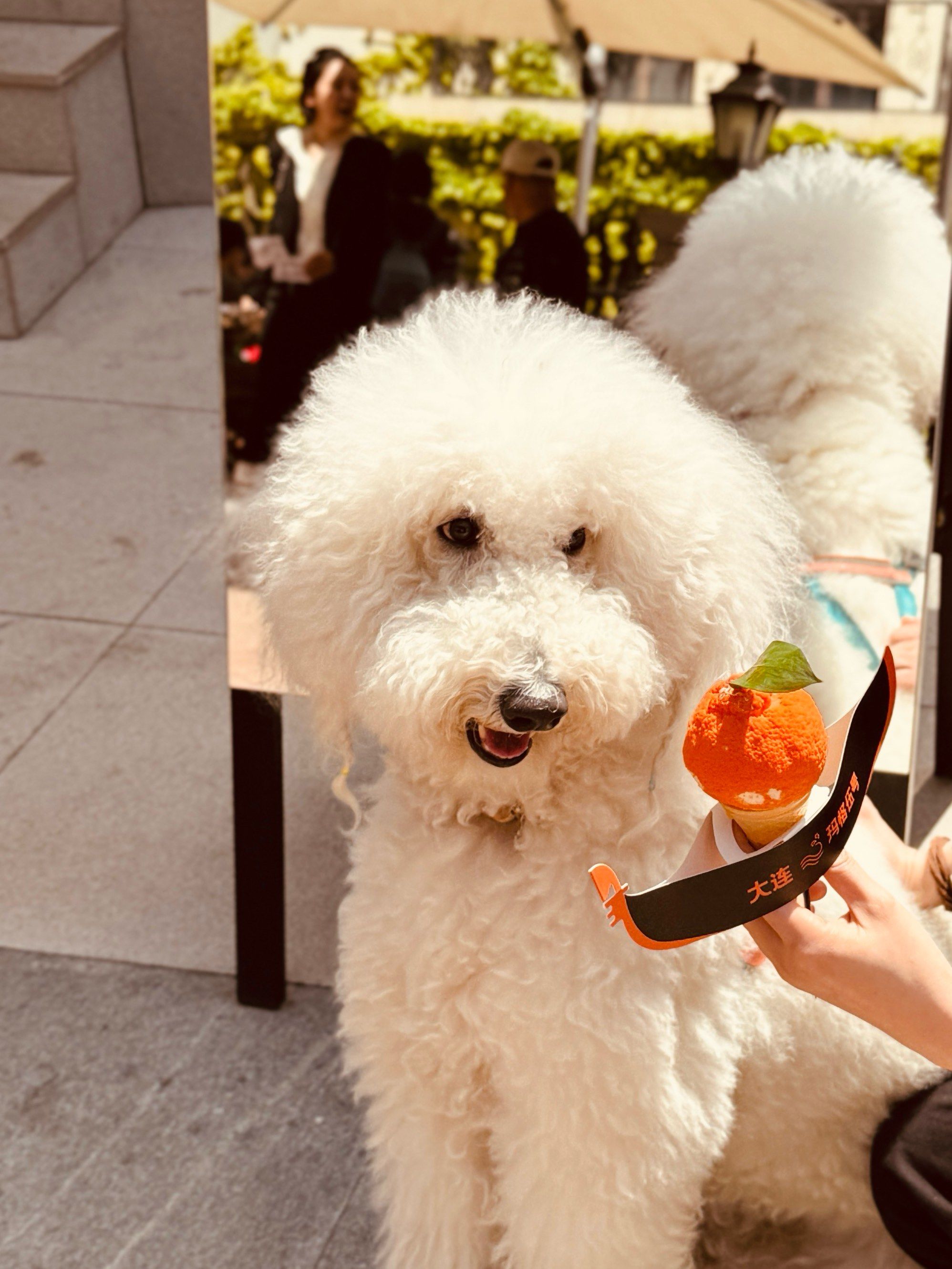 偶遇大白狗 真带亲