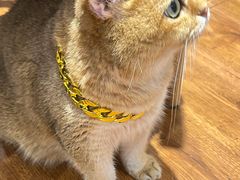 -绒爪撸猫下午茶·猫咖